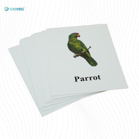 Birds Educational Cards