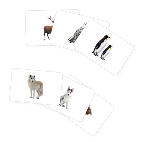 Arctic Animals Flashcards