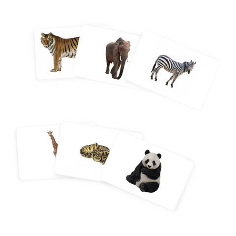 Wild Animals Flashcards